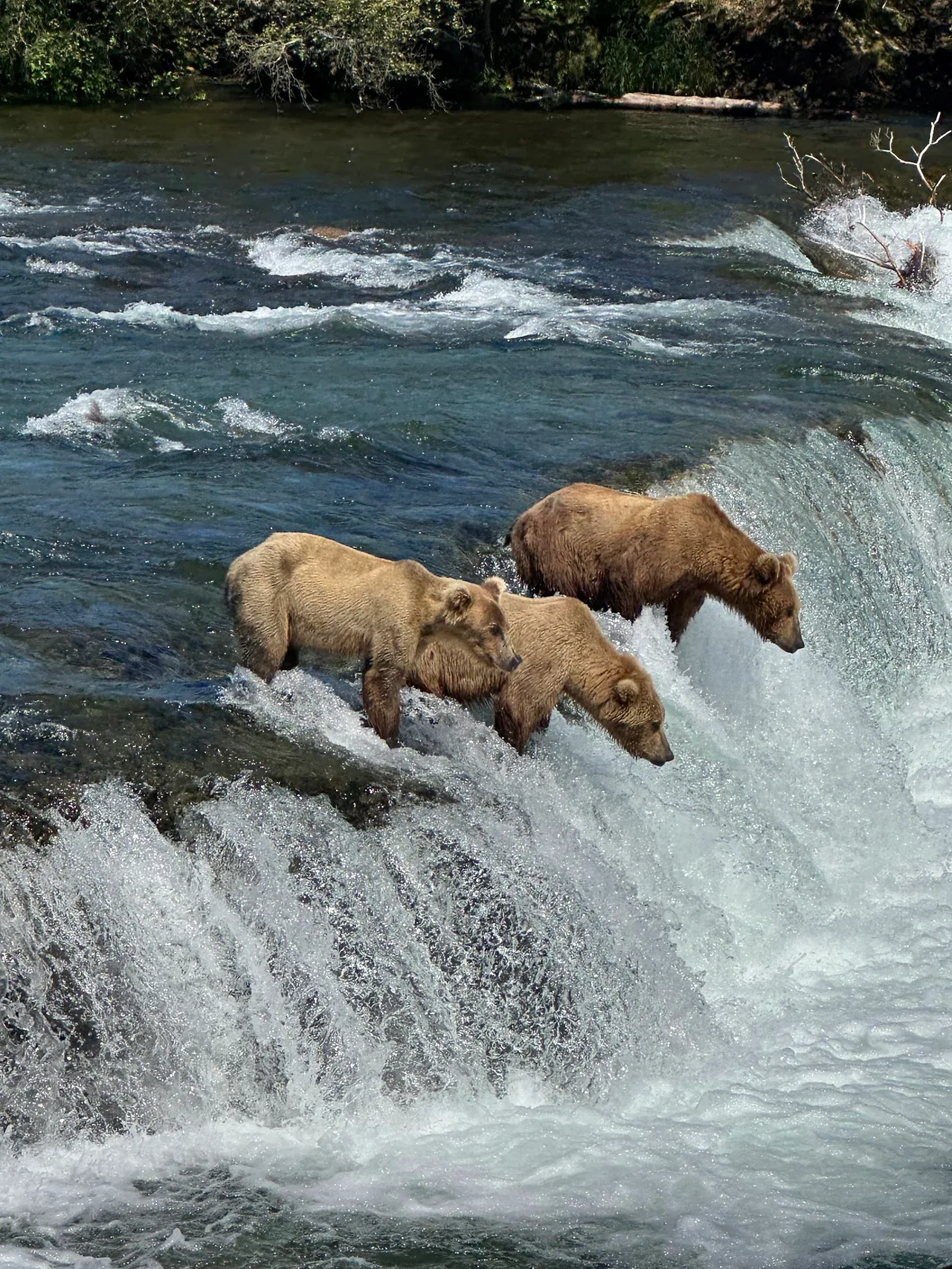Brooks Falls Bear Viewing Platform in Bush Alaska