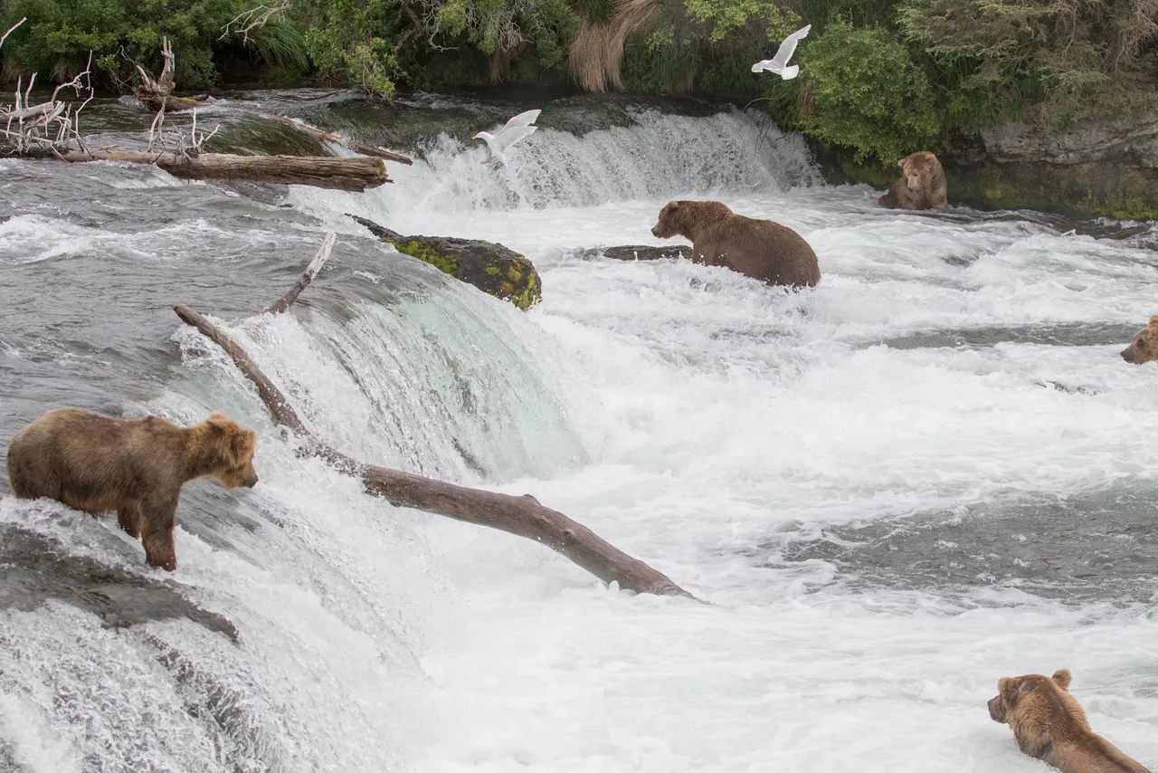 Brooks Falls in Bush Alaska